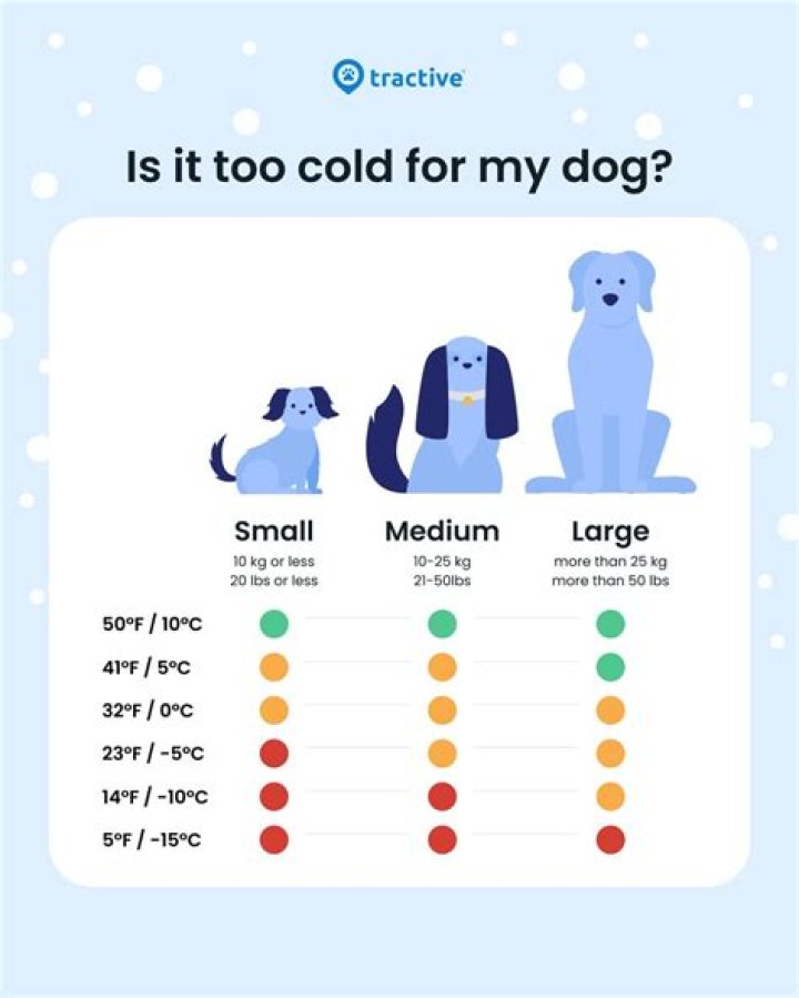 Do dogs get cold?