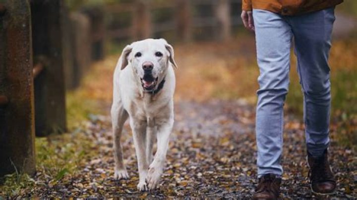 Do dogs love abusive owners?