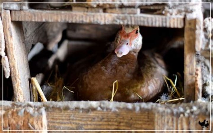 Do ducks need nesting boxes?