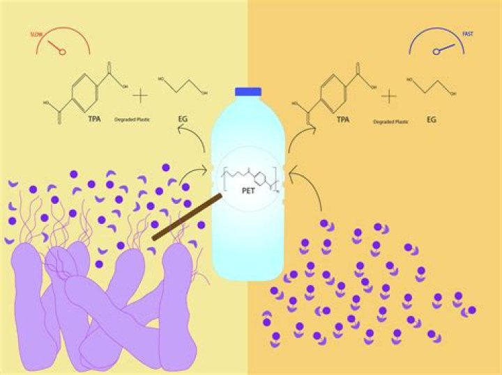 Do enzymes eat bacteria?