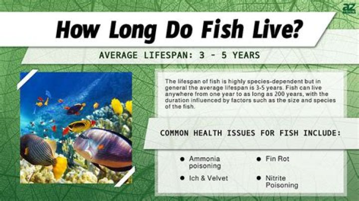 Do fish live in Salton Sea?