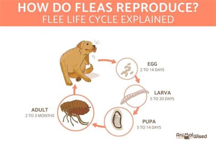 Do fleas lay eggs on clothes?