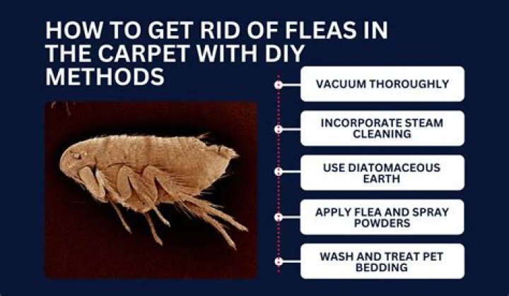 Do fleas live in carpet?