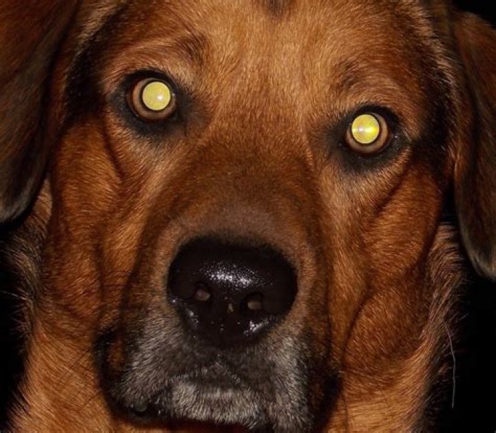 Do Frodo's eyes get bigger?