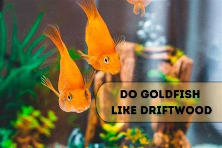 Do goldfish like things in their tank?