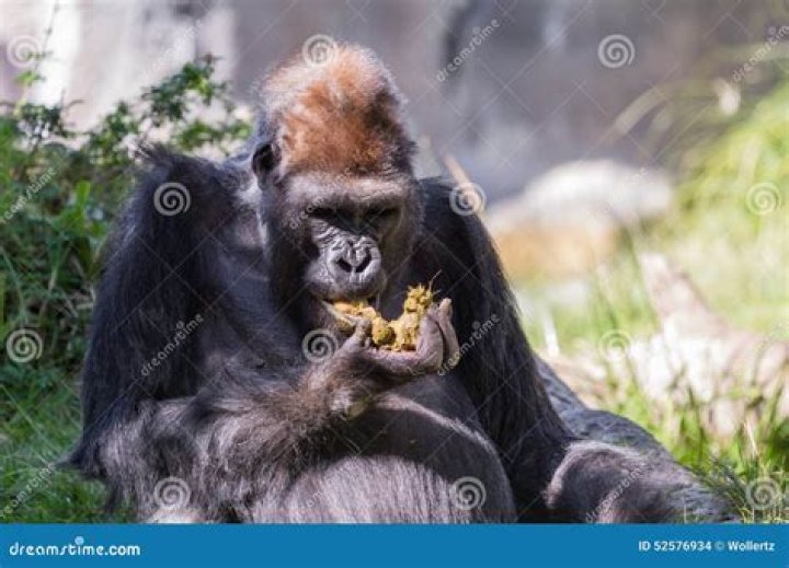 Do gorillas eat their own poop?
