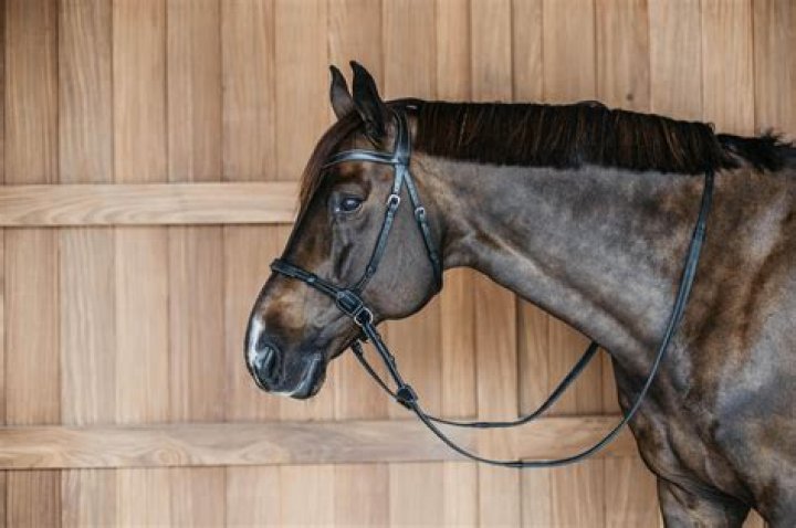 Do horses like bitless bridle?