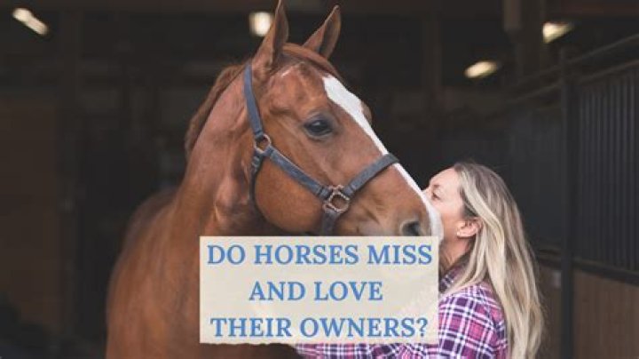 Do horses miss you?