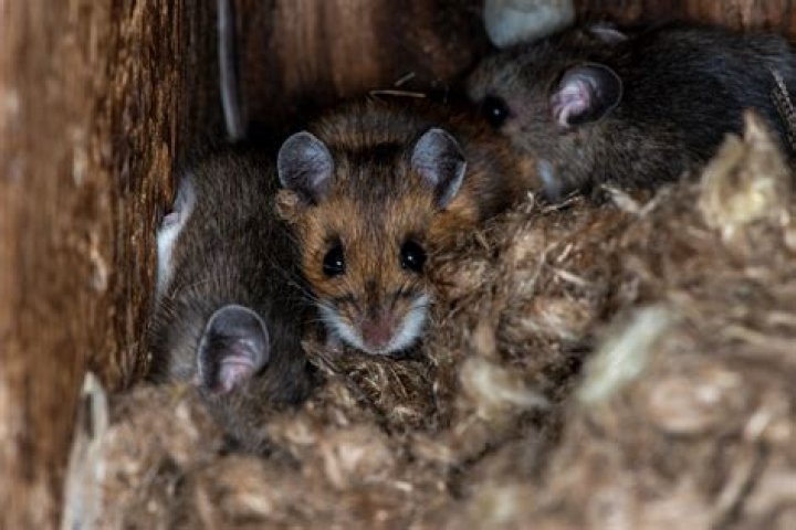 Do mice eat raw onions?