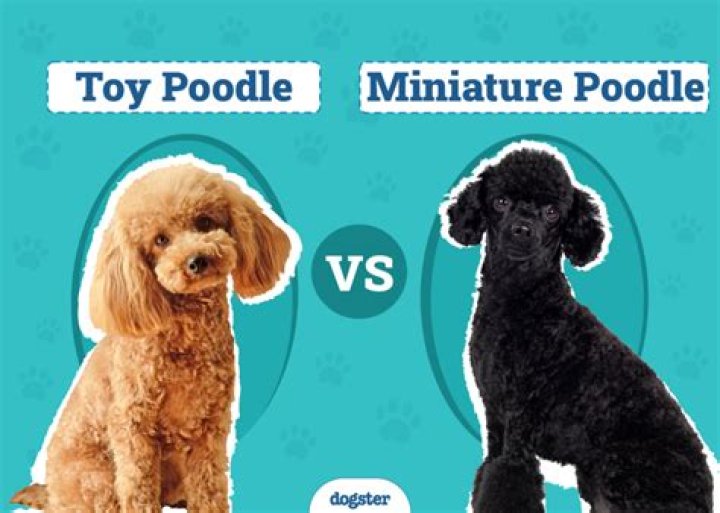 Do Poodles snore?