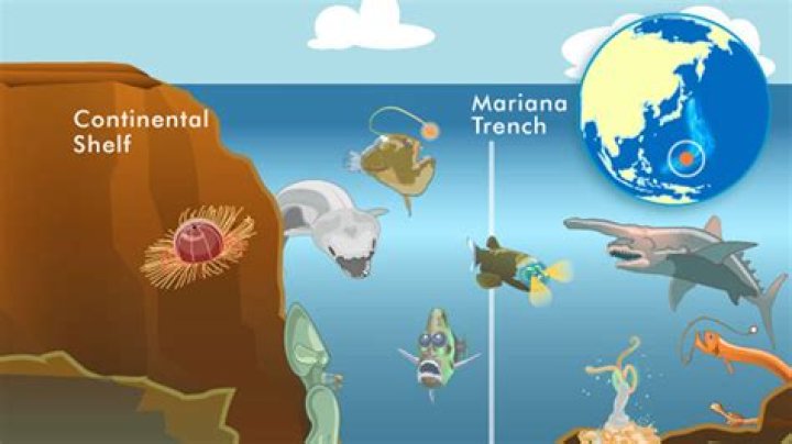 Do sharks live in the Mariana Trench?