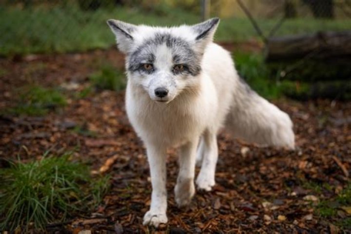Do silver foxes exist?