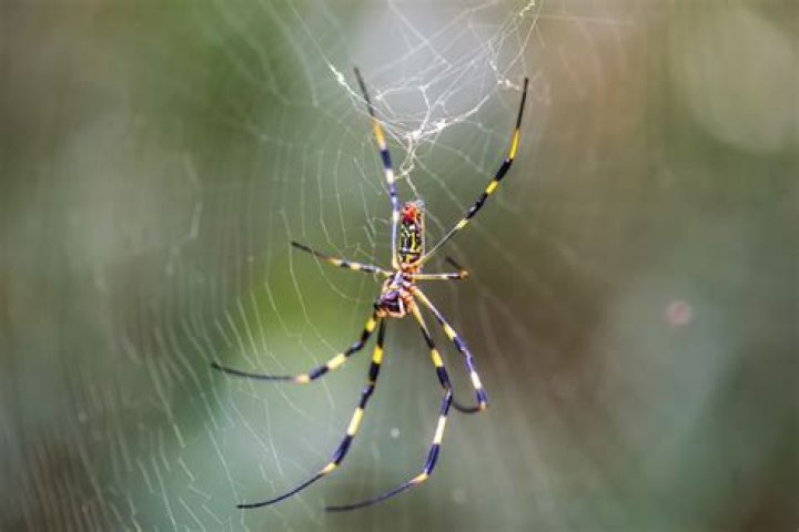 Do spiders make good pets?