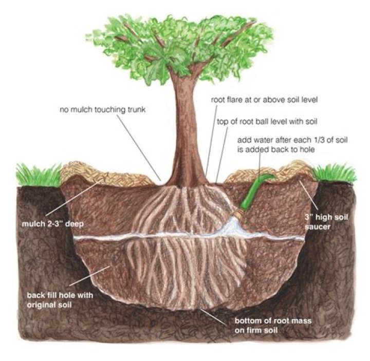 Do tree roots continue to grow after tree is cut down?