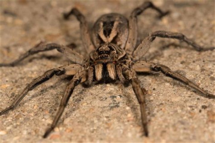 Do wolf spiders eat black widows?