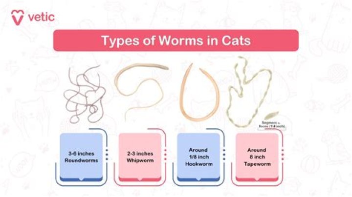 Do worms make dirt?