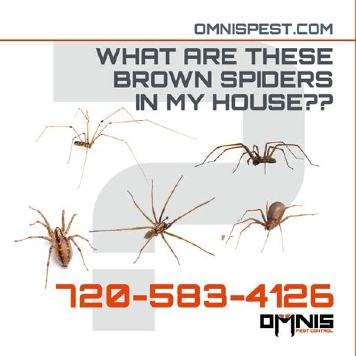 Does borax keep spiders away?