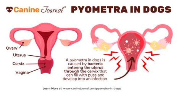 Does breeding prevent pyometra?