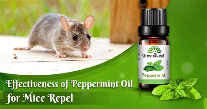 Does peppermint get rid of mice?