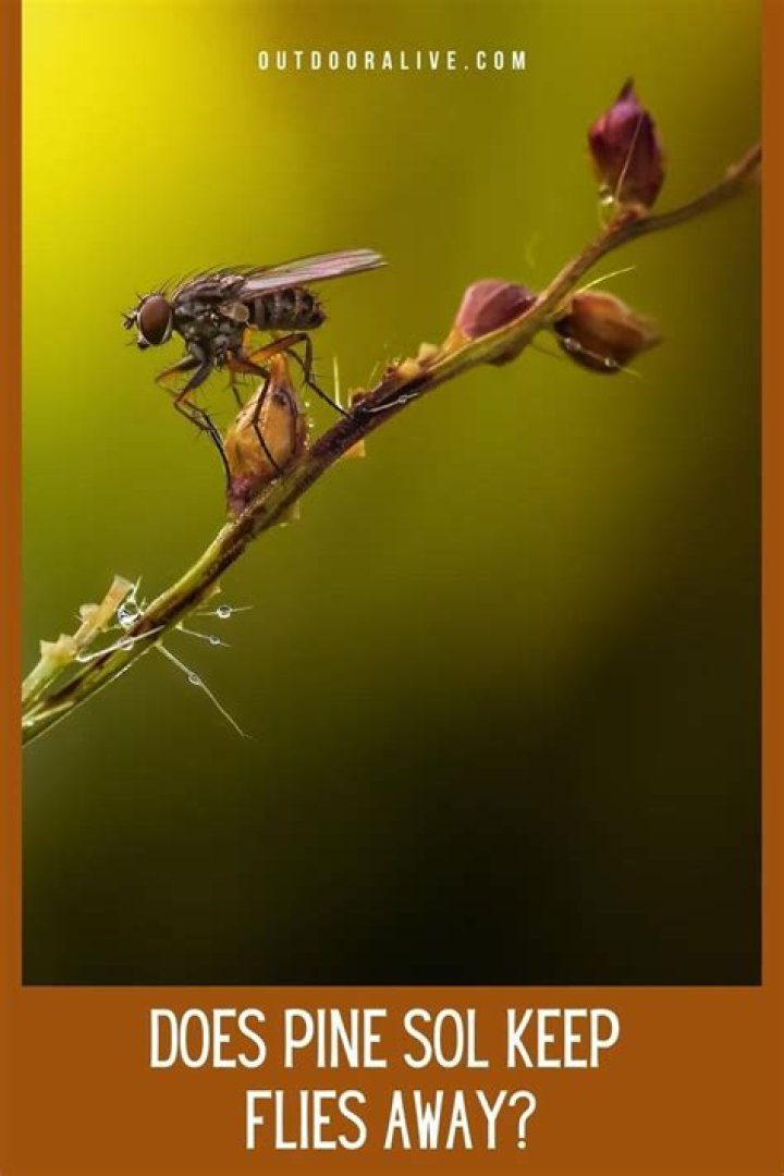 Does Pine Sol keep flies away?