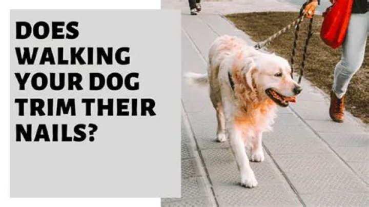 Does walking your dog trim their nails?