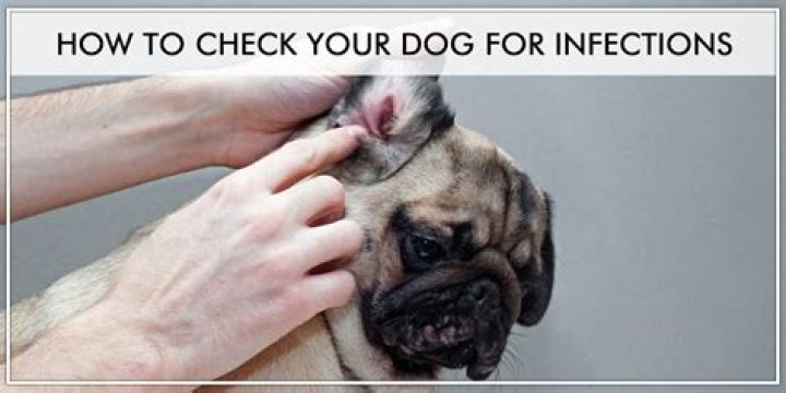 How can you tell if your dog has an infection?