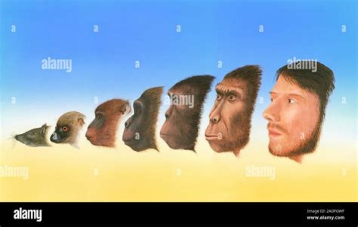How did humans come from fish?