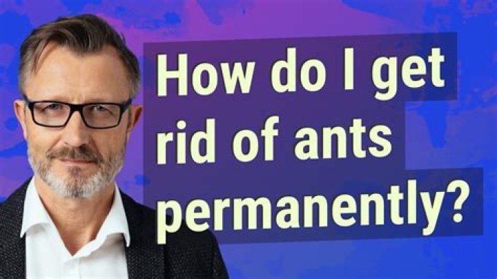 How do I get rid of ants permanently?