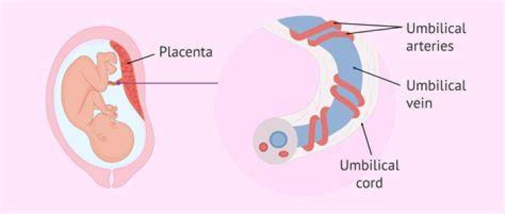 How do I know if my placenta is healthy?