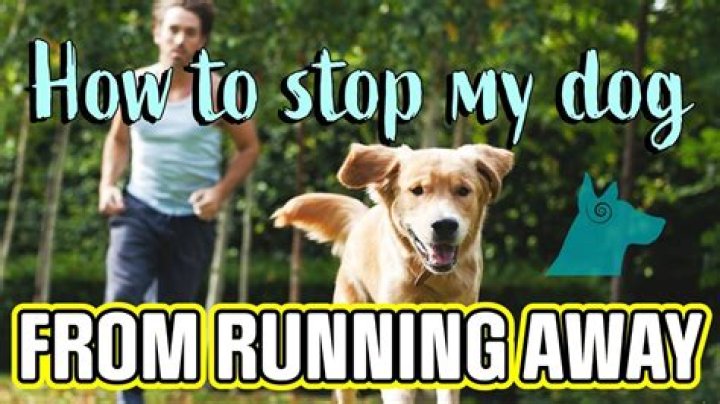 How do I stop my dog from waking up in the middle of the night?
