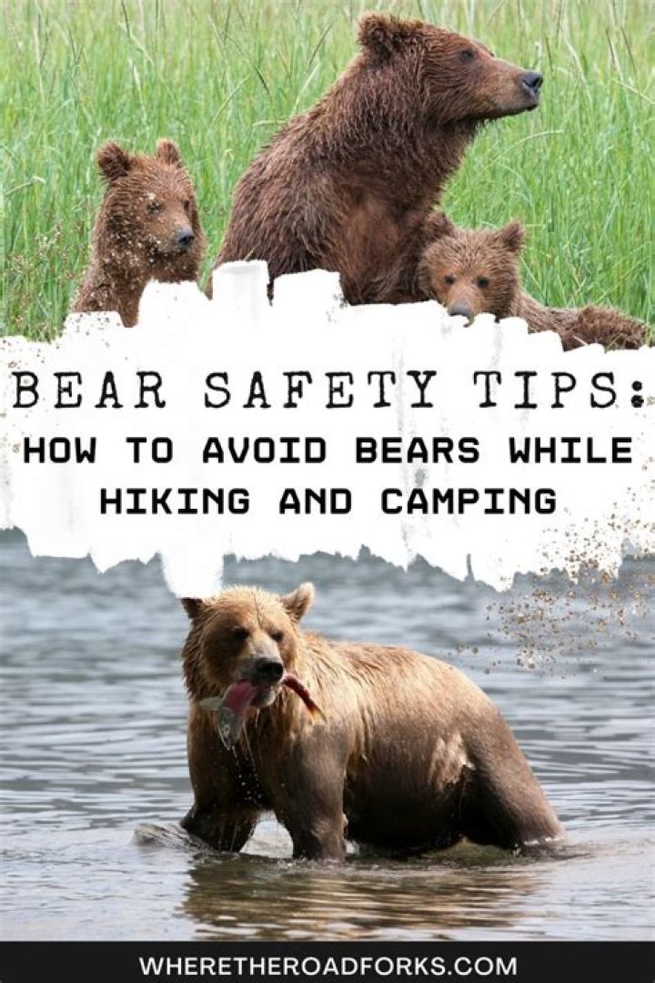 How do you avoid bears when hiking?
