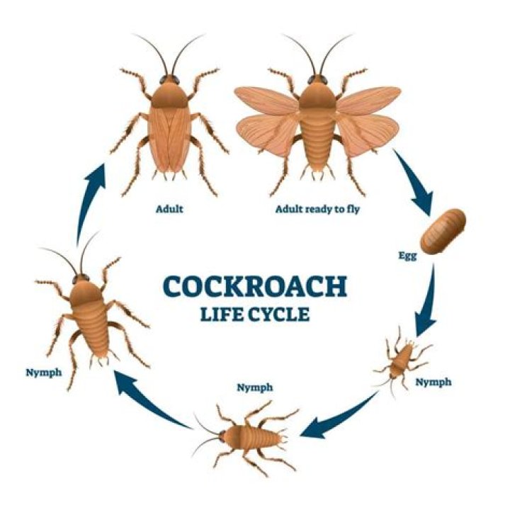 How do you find a cockroach nest?