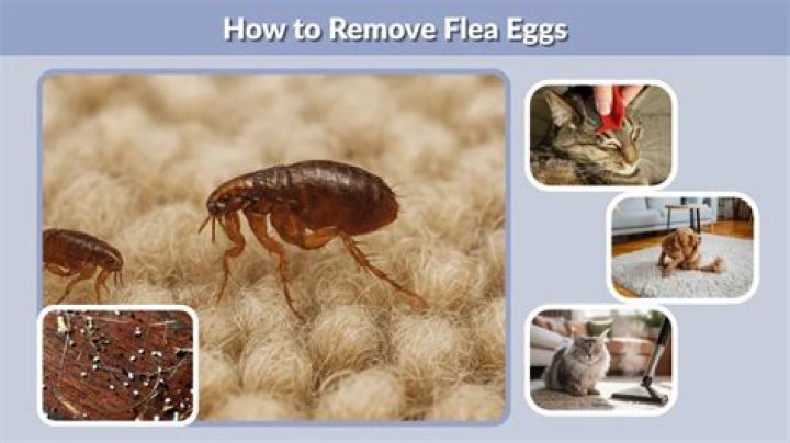 How do you keep flea eggs from hatching?