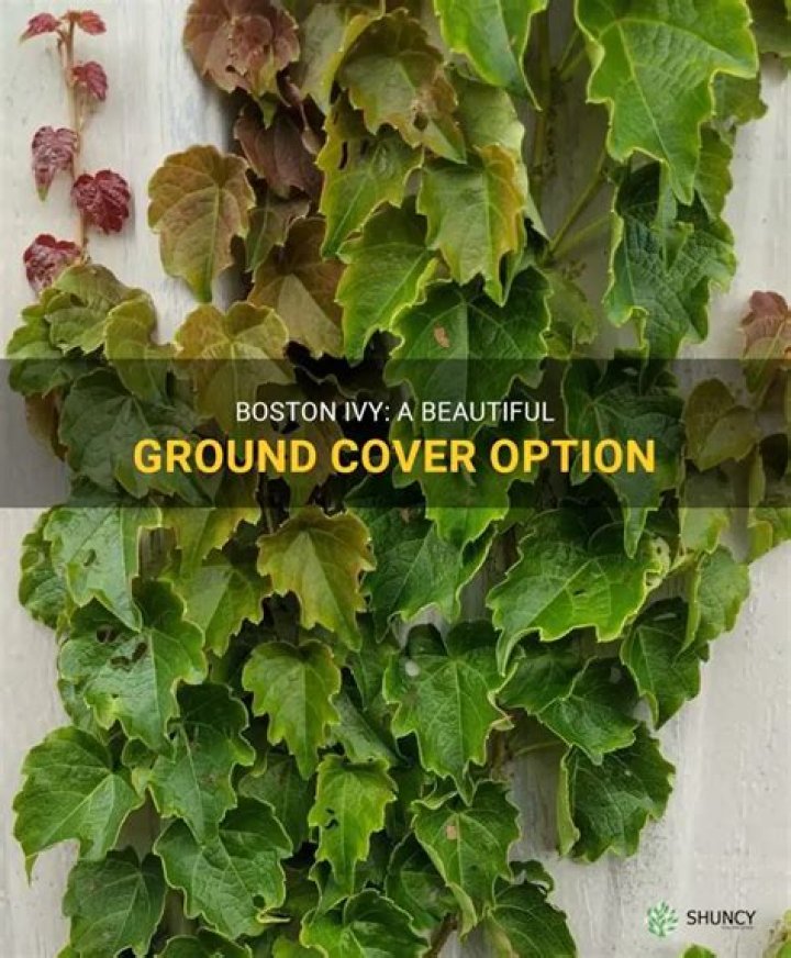 How do you maintain ivy ground cover?