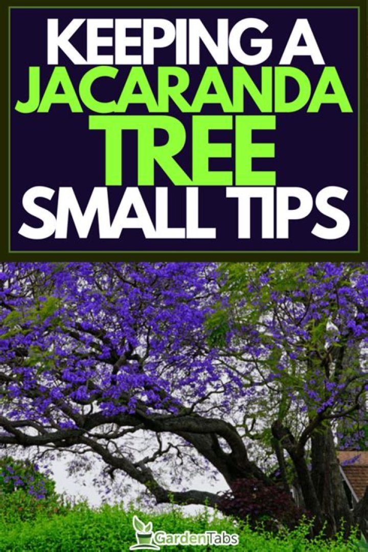 How do you poison a jacaranda tree?
