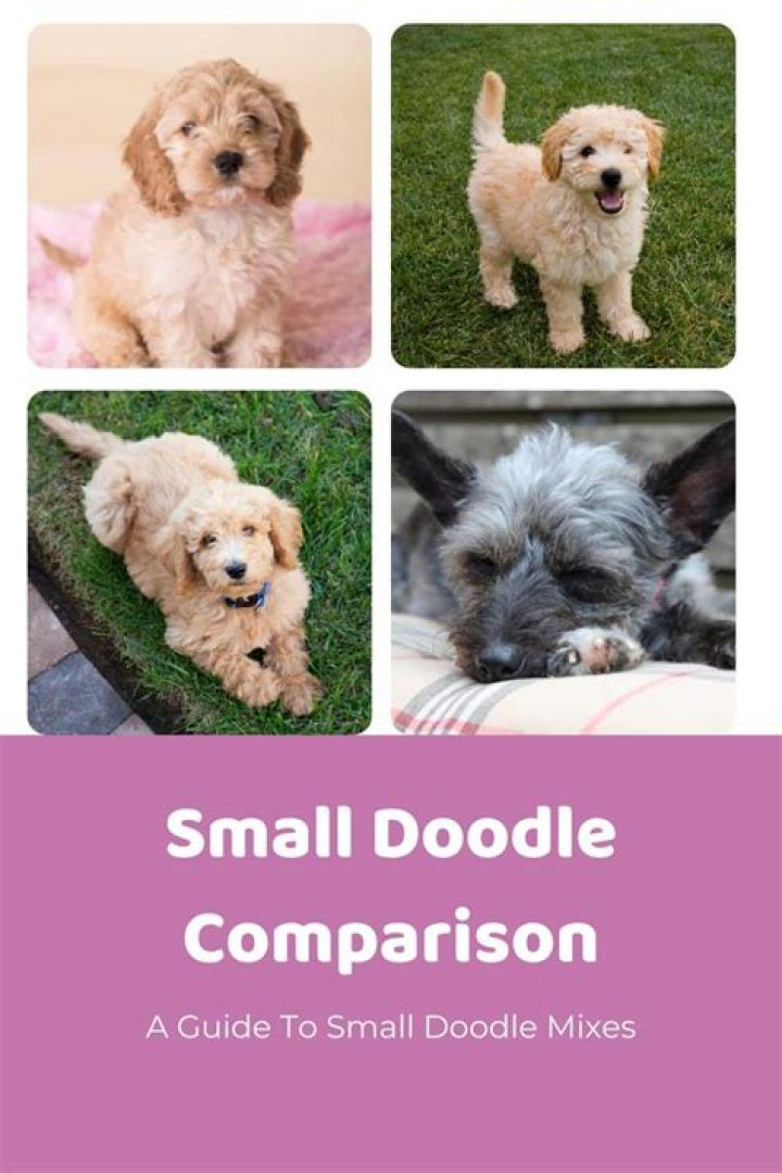 How do you scold a Poodle?