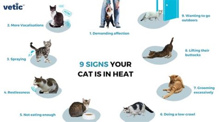 How do you shut up a cat in heat?