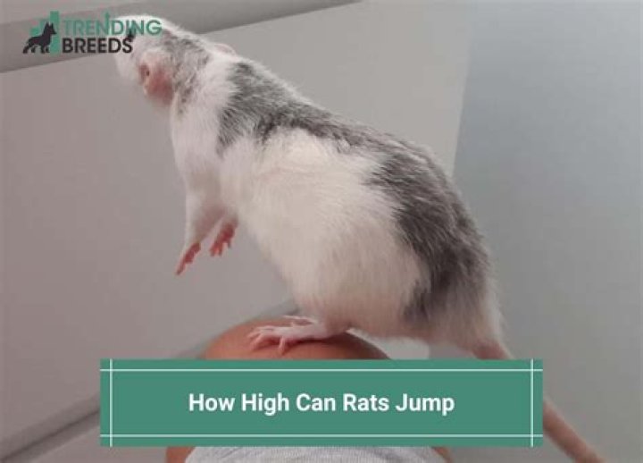 How high can a rat jump up?