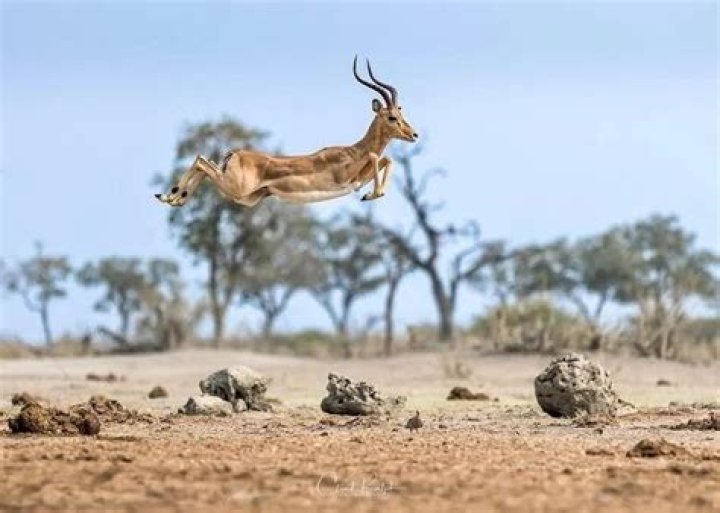 How high can an impala jump?