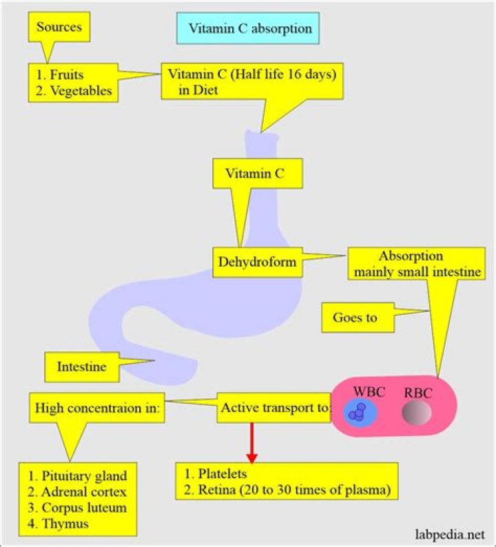 How is vitamin C absorbed in the body?