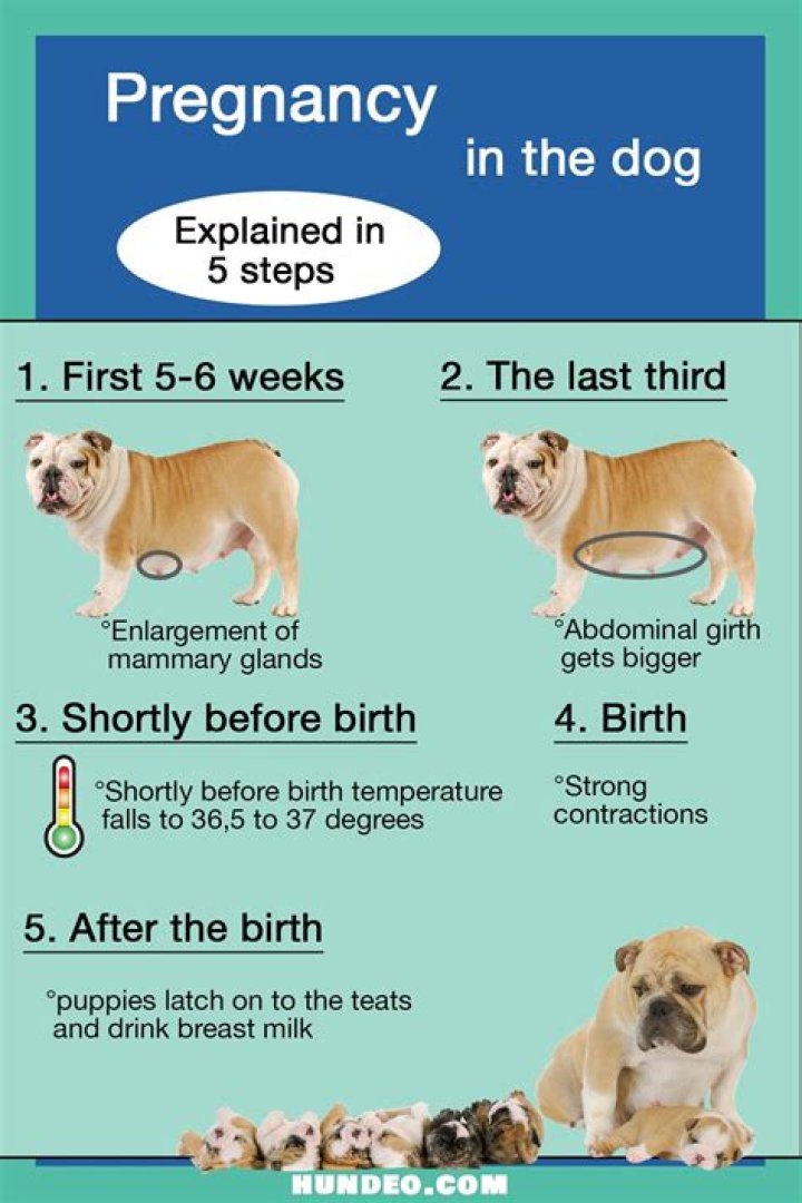 How long before a dog drowns?