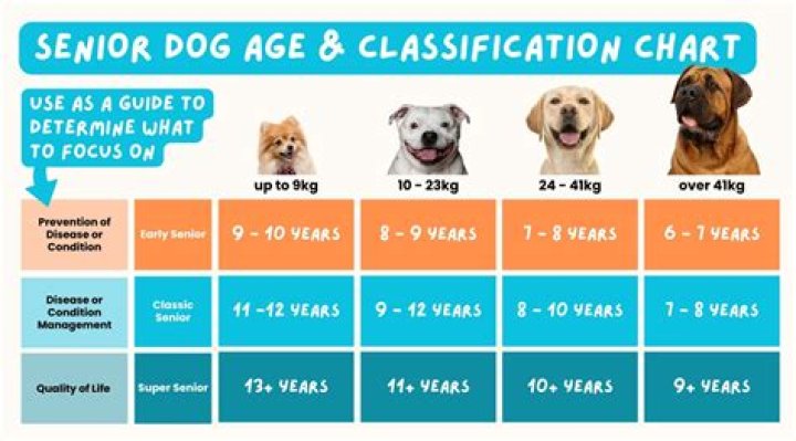 How long can a senior dog live with dementia?