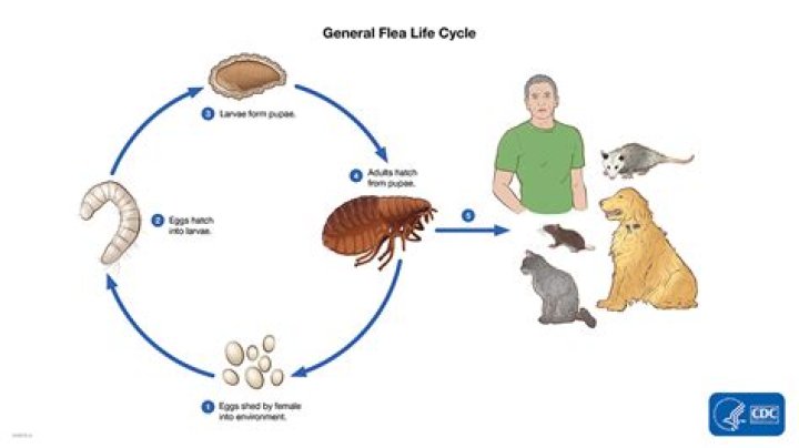 How long does it take to stop the flea cycle?