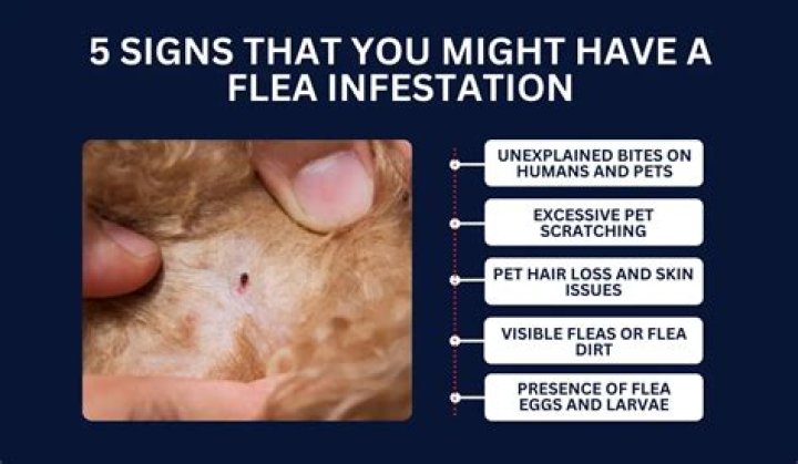 How many fleas on a cat is considered an infestation?