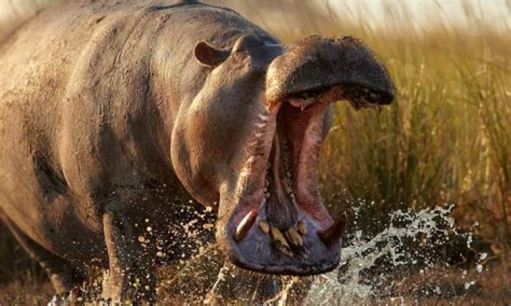 How many people are killed by hippos each year?