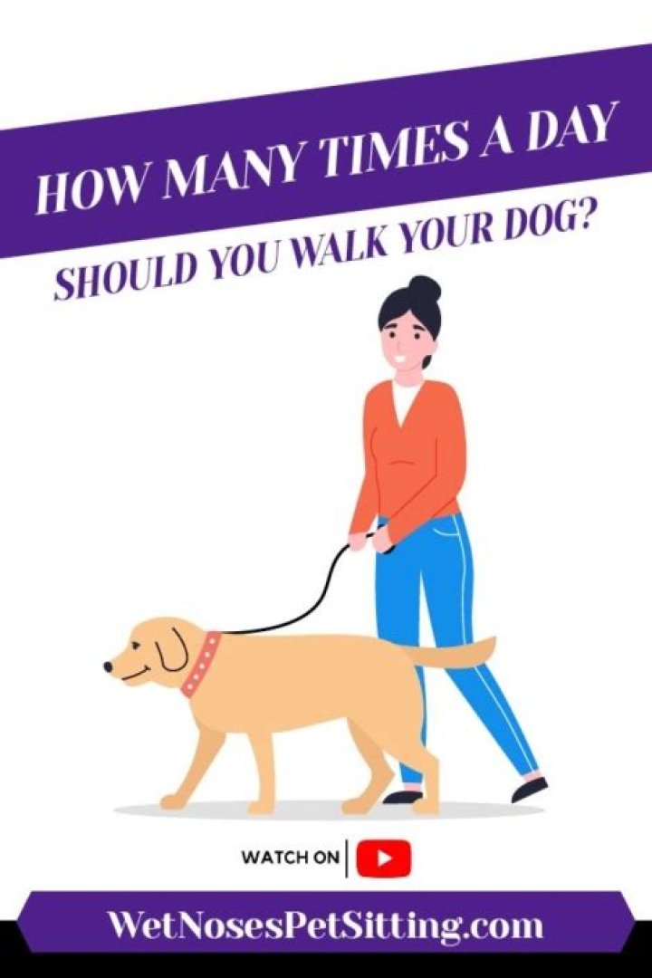 How many times a day should you walk your dog to pee?