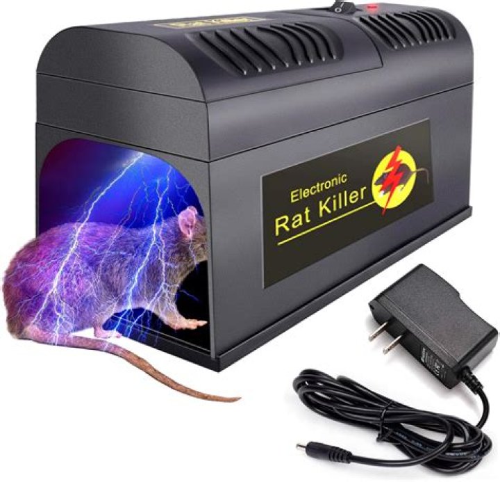 How much attention do rats need?