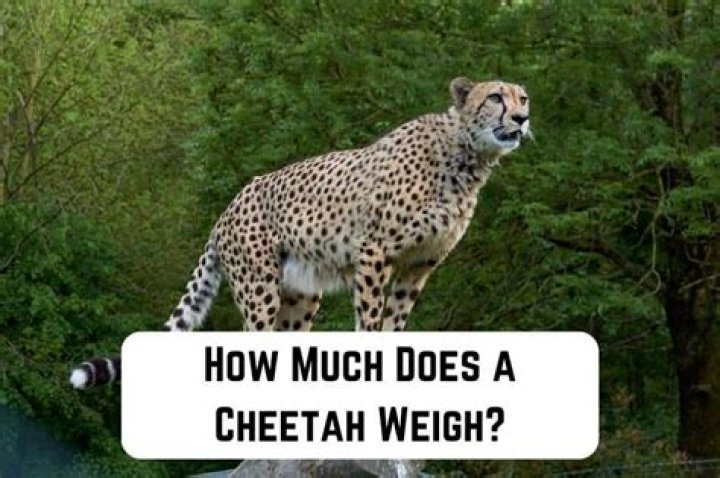 How much is a cheetah?