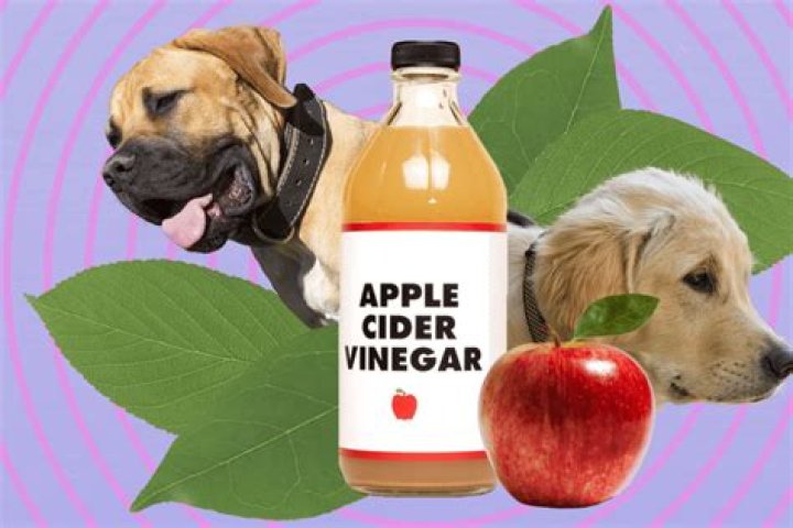 How often can I put apple cider vinegar on my dog?