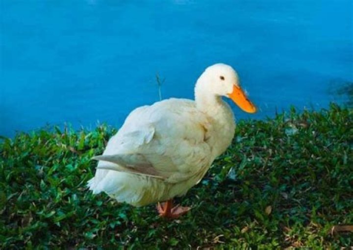 How often do ducks poop?